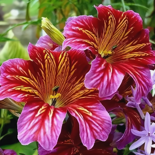 Salpiglossis Sinuata Mix Seeds