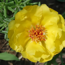Moss Rose Seeds - Golden