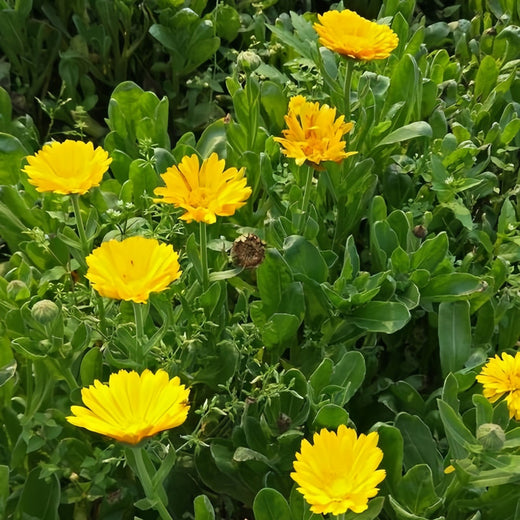 Calendula Seeds Little Yellow