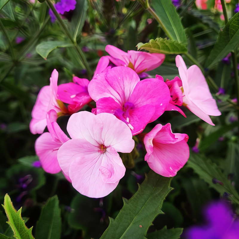 Pelargonium Seeds - Violet Orange Core