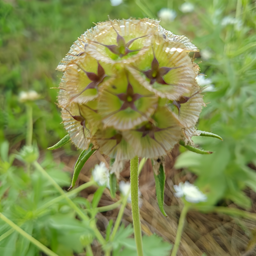 Scabiosa Seeds - Green