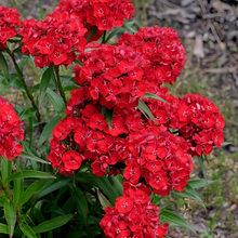 Red Dianthus Seeds
