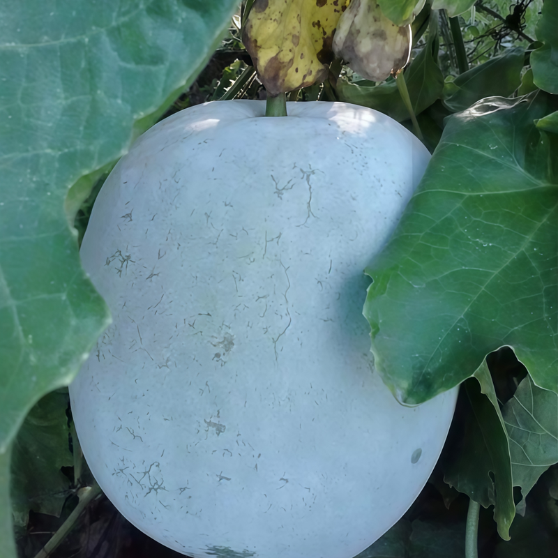Winter Melon Seeds - Off White