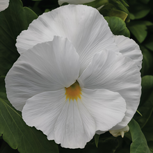 Pansy Seeds - White