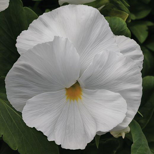 Pansy Seeds - White