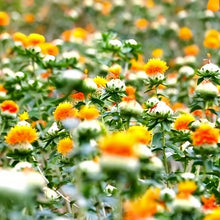 Safflower Seeds - Reddish Yellow