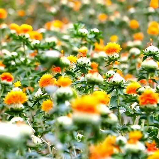 Safflower Seeds - Reddish Yellow
