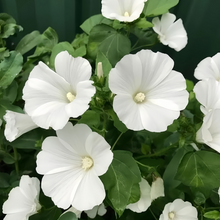 Rose Mallow Seeds - White