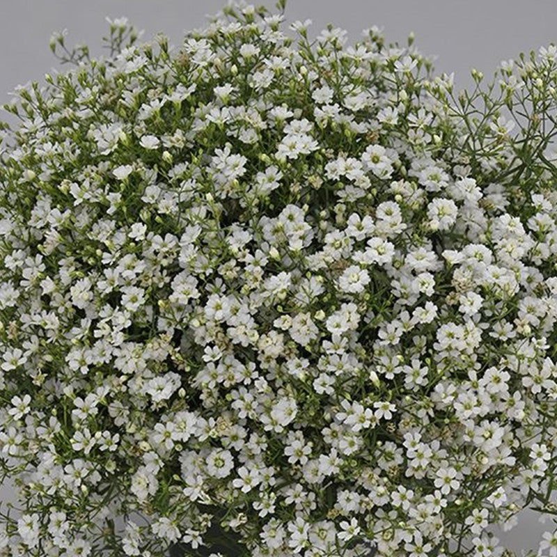 White Baby's Breath Seeds