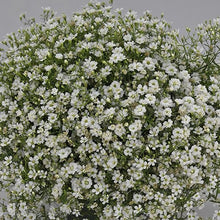 White Baby's Breath Seeds
