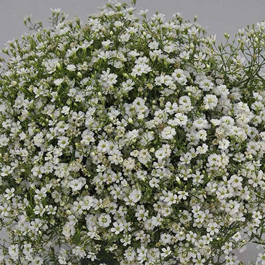 White Baby's Breath Seeds
