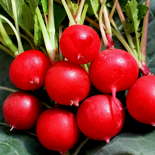 Red Radish Seeds