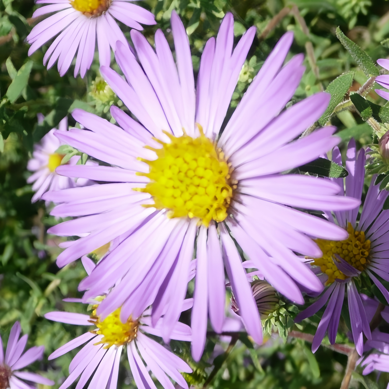 Mixed Aster Seeds