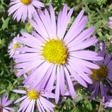 Mixed Aster Seeds