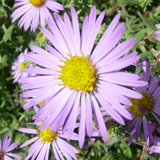 Mixed Aster Seeds