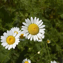 German Chamomile Seeds
