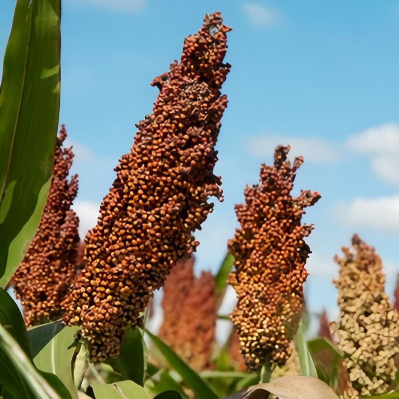 Brown Sorghum Seeds