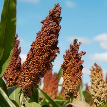 Brown Sorghum Seeds