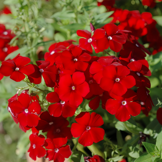 Phlox Drummondii Seeds - Red