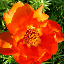 Moss Rose Seeds - Red