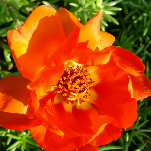 Moss Rose Seeds - Red