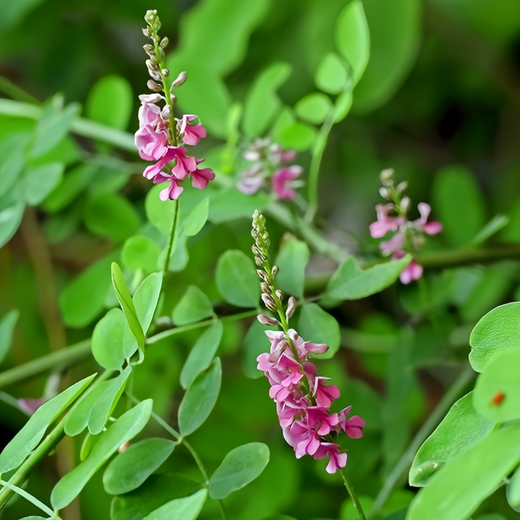 Indigofera Pseudotinctoria Seeds