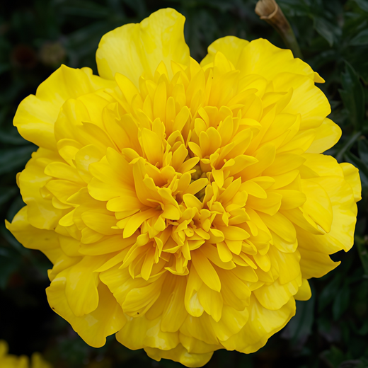 African Marigold Seeds Orange Big Flowers