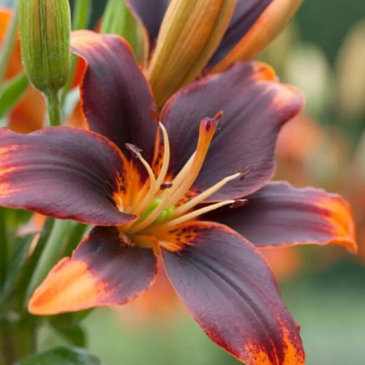 Forever Susan Asiatic Lily Seeds Orange & Plum Perennial Blooms