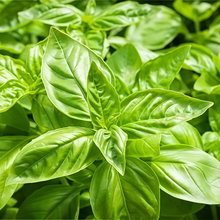 Sweet Basil Herb Seeds