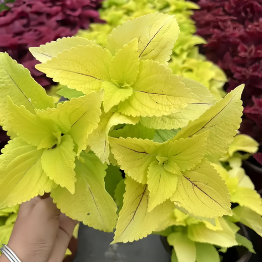 Coleus Seeds - Yellow