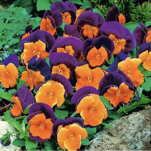 Pansy Seeds - Purple With Yellow Spots