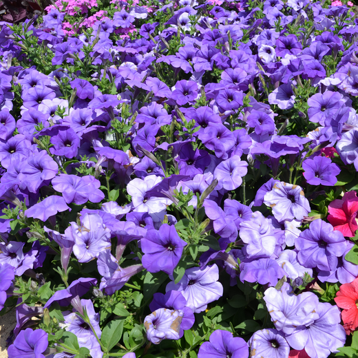Blue Petunia Seeds