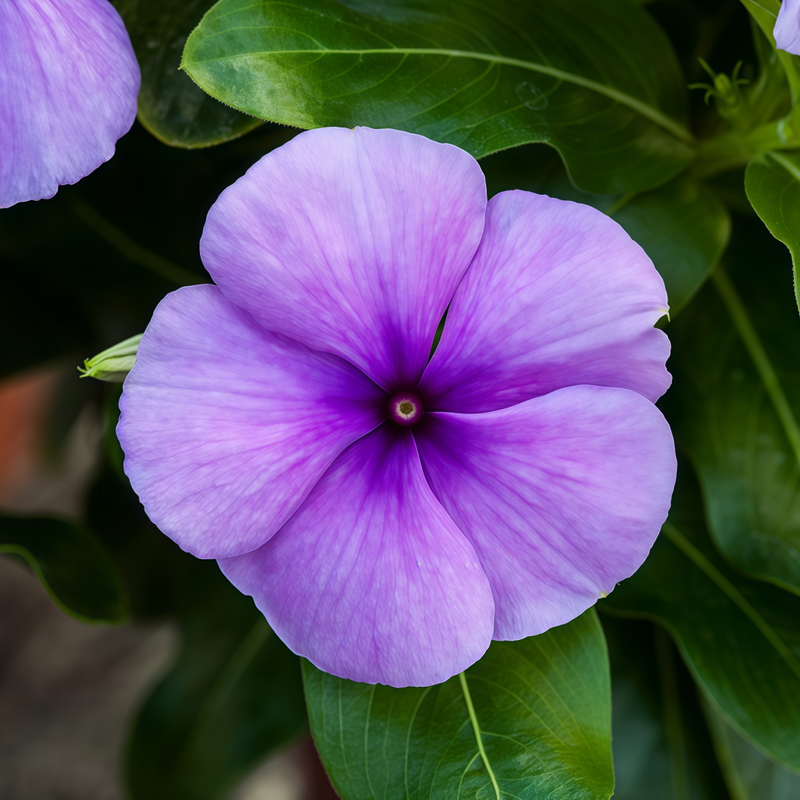 Vinca Seeds - Catharanthus Roseus Blue Larger Packet High Germination 300-1600 Onsaleseeds