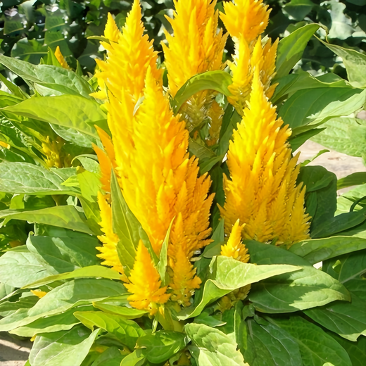 Yellow Celosia Seeds