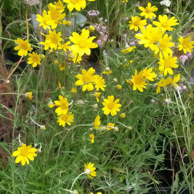 Ursinia Seeds - Yellow