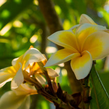 Plumeria Flower Seeds