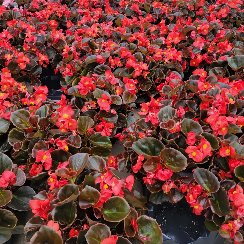Begonia Cucullata Seeds Copper Leaf Red Flower