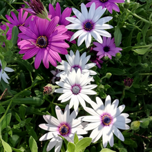 Cape Daisy Seeds - Mix
