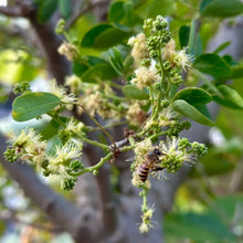 Madras Thorn Tree Seeds