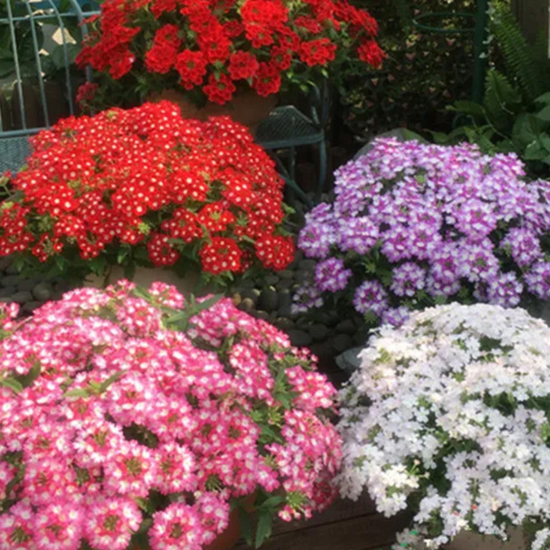 Mix Verbena Seeds