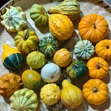 Squash Seeds - Green and White