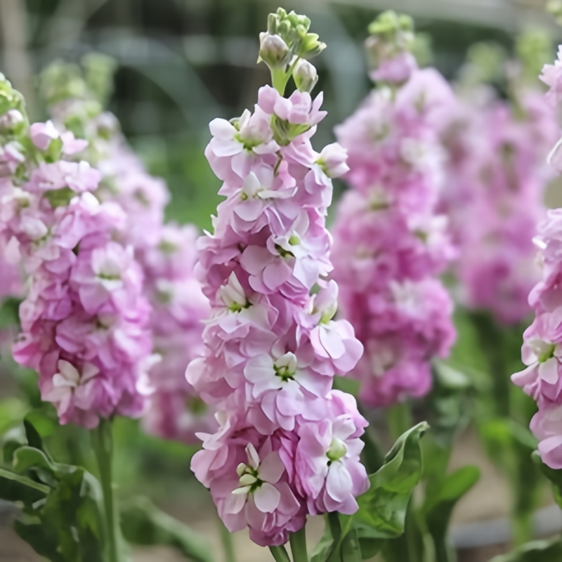 Stock Seeds - Pink