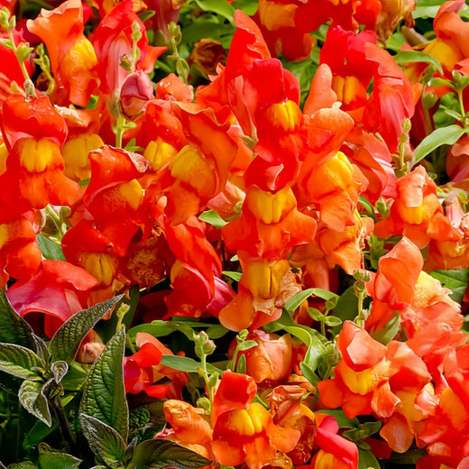 Snapdragon Seeds - Orange