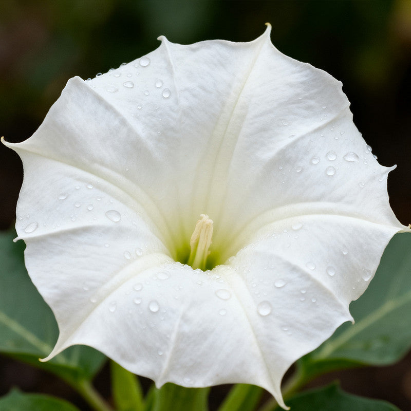 Datura Seeds - White