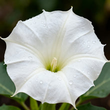Datura Seeds - White