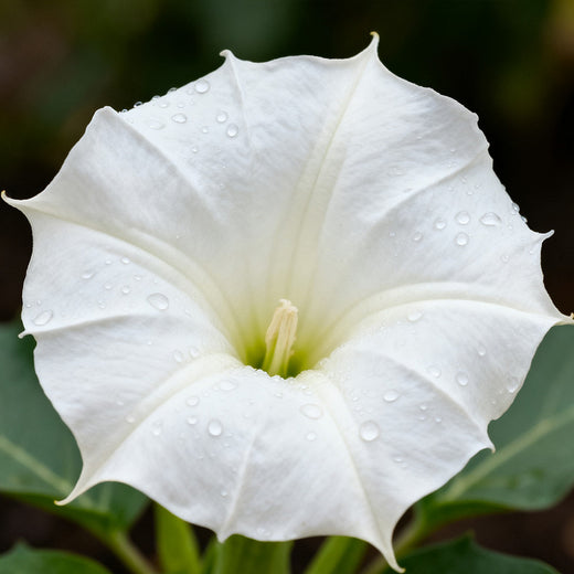 Datura Seeds - White