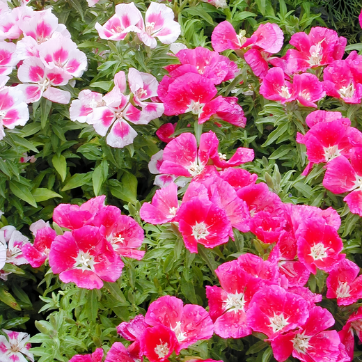 Farewell-to-Spring Seeds - Red
