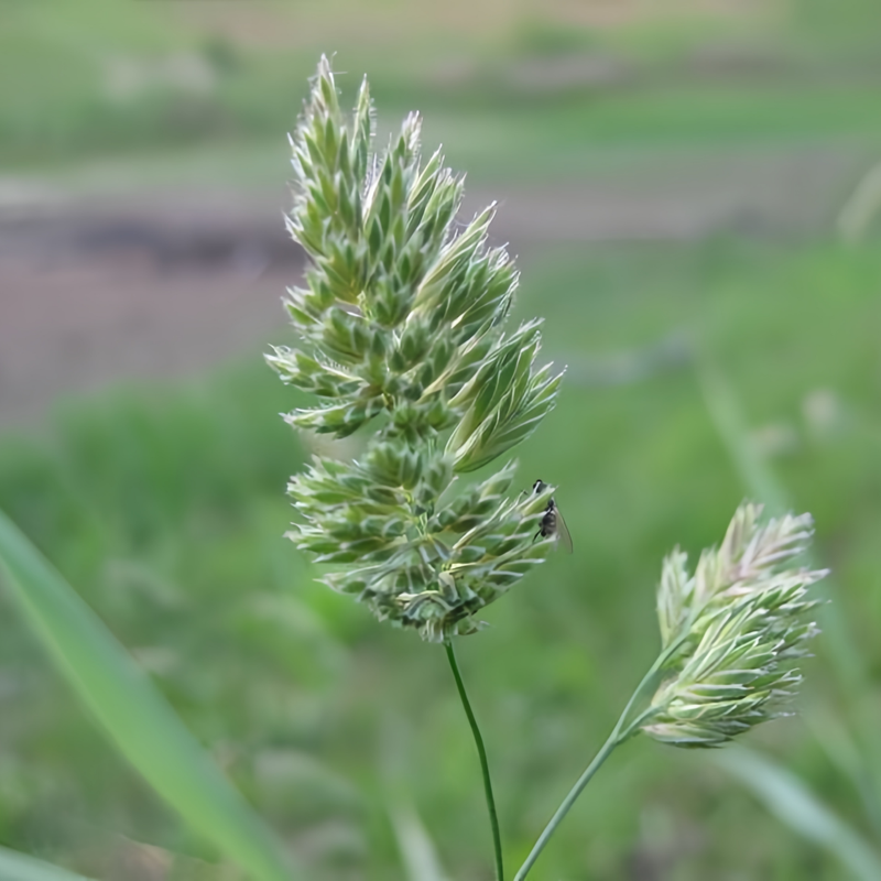 Orchardgrass Seeds