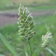 Orchardgrass Seeds