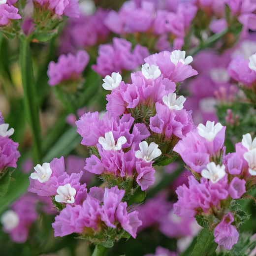 Statice Seeds - Purplish Red